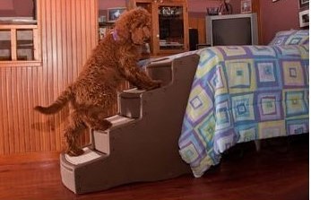Keeping your dog healthy: How to train your dog to use stairs for dogs
