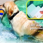 Give Your Dog a Helping Hand! Pool Steps for Dogs: Paws Aboard Pool Pup Dog Ladder Steps