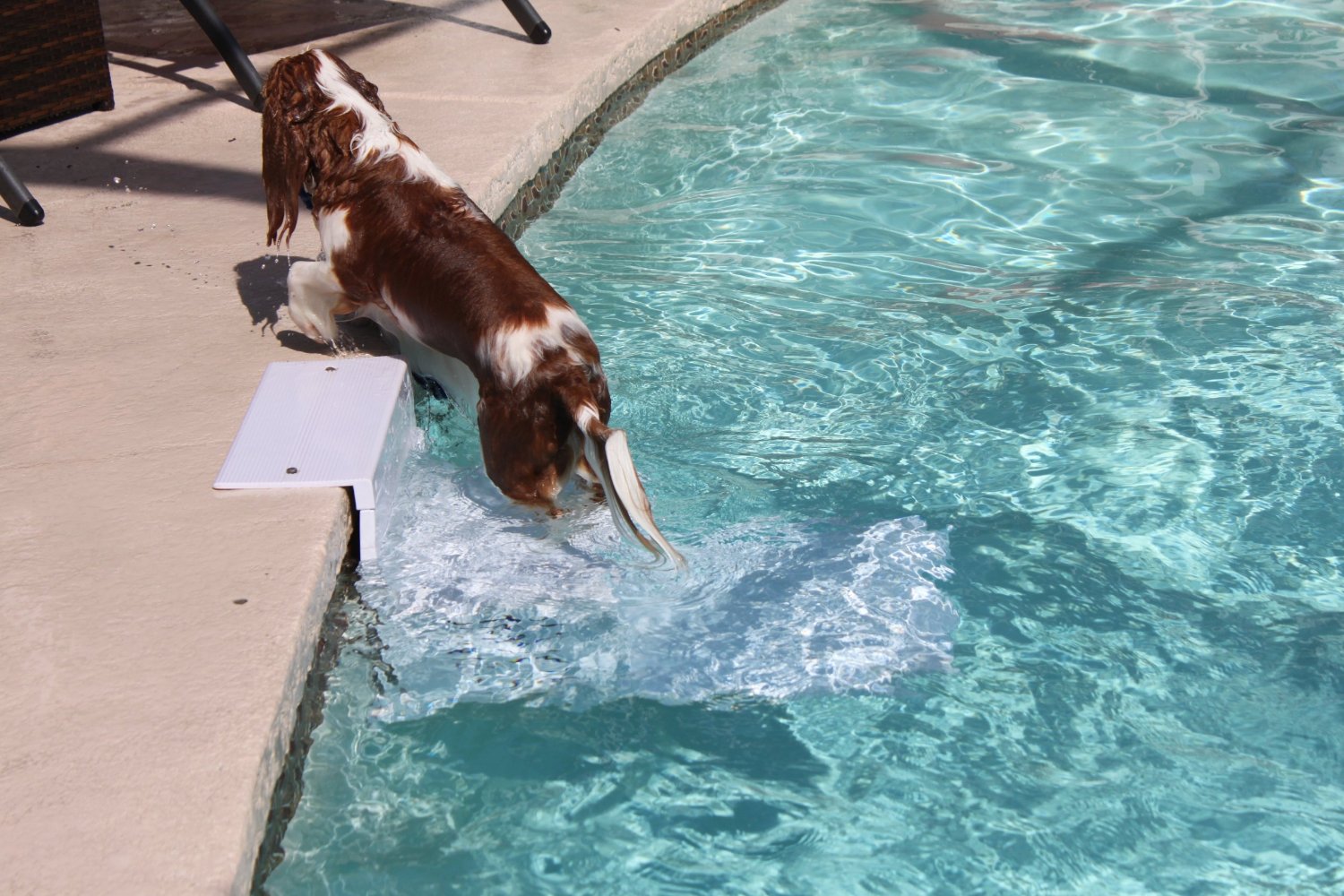 Stairs For DogsGive Your Dog a Helping Hand! Pool Steps 