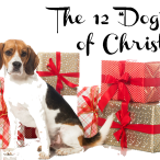 The 12 “Dog” Days of Christmas:  Perfect Presents for Your Pooch!